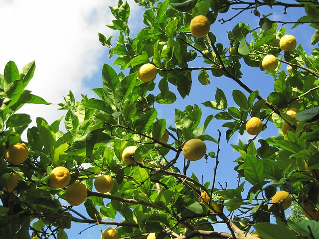 citrony na stromě
